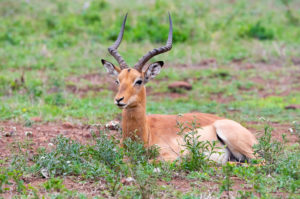 Impala (Aepyceros melampus), adult male ruminating in a pasture, Mpumalanga, South Africa Impala (Aepyceros melampus), adult male ruminating in a pasture, Mpumalanga, South Africa